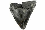 Partial, Fossil Megalodon Tooth - South Carolina #172222-1
